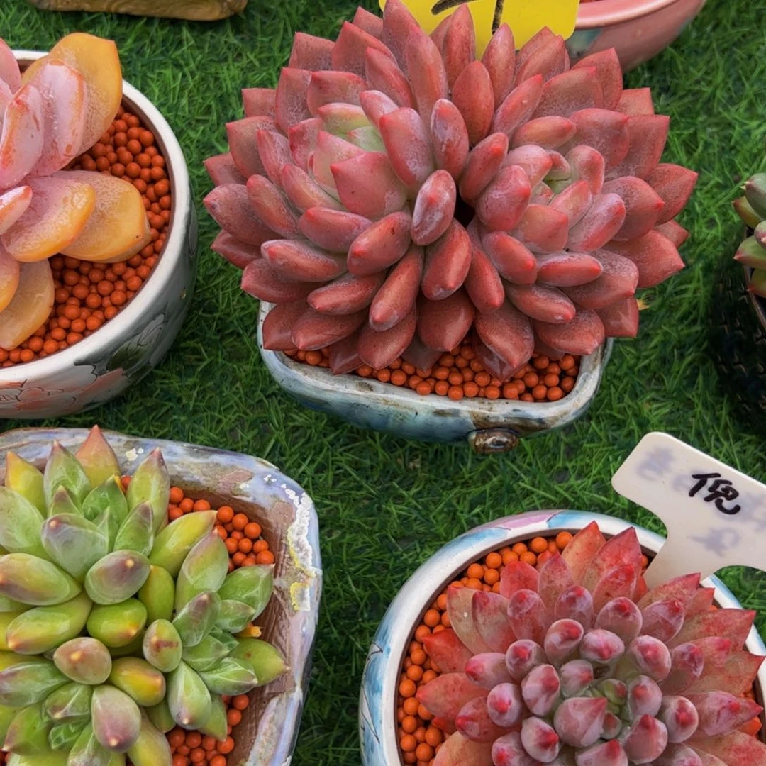L***Y双头半夏多肉植物