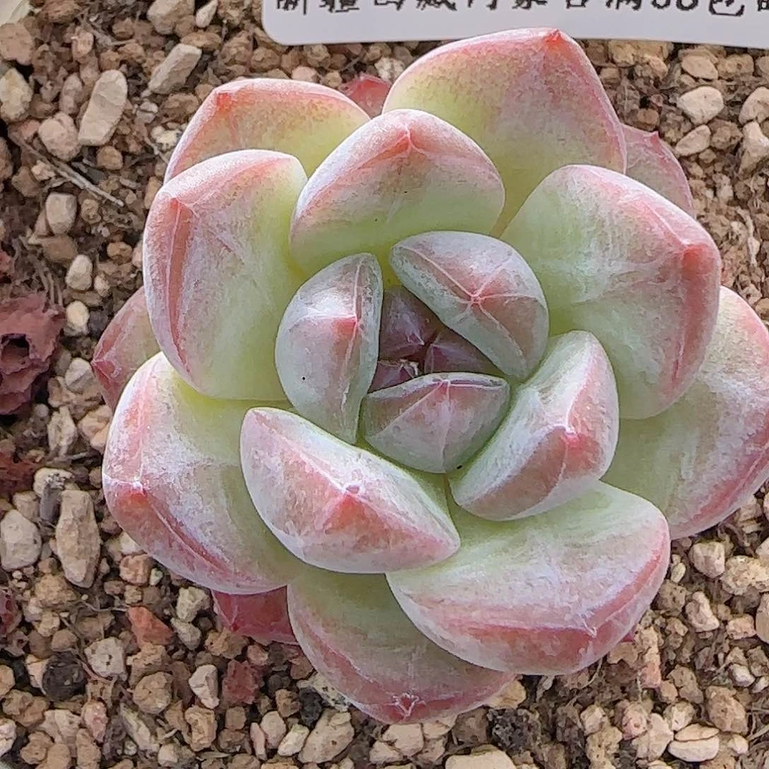 多肉0706-119糖心糖心