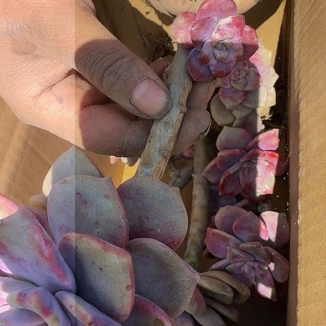 紫乐断枝箱装 不包损10.8