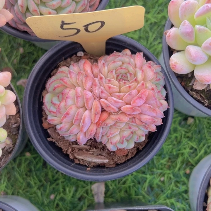 健健康康平平安安