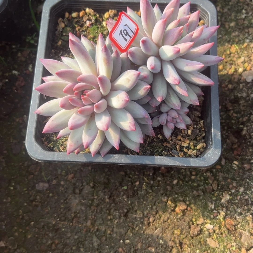 葛****精品多肉植物老桩