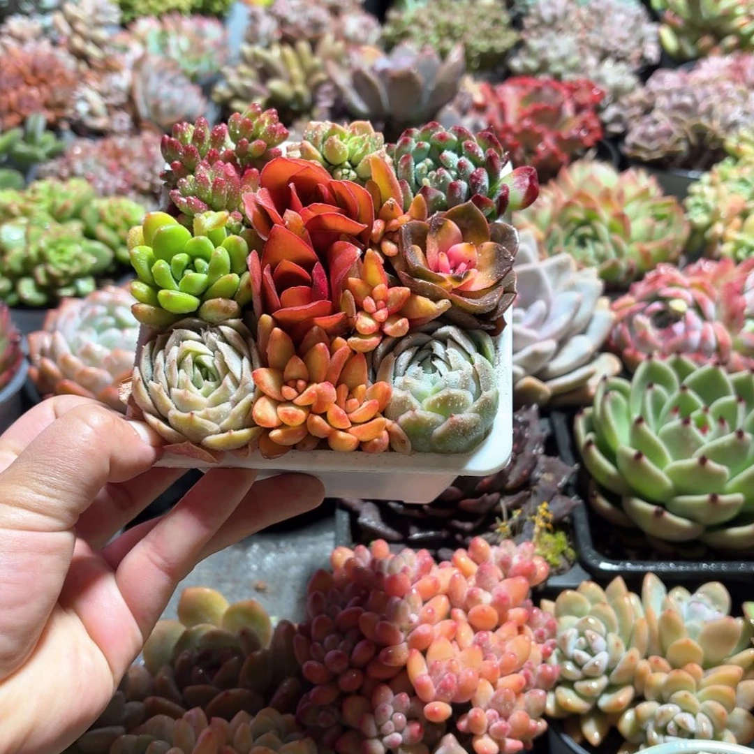 多肉彩色拼盘12㎝盆