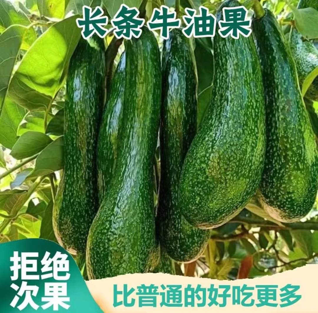 （东北，西北链接）广西长形牛油果（放熟再吃）