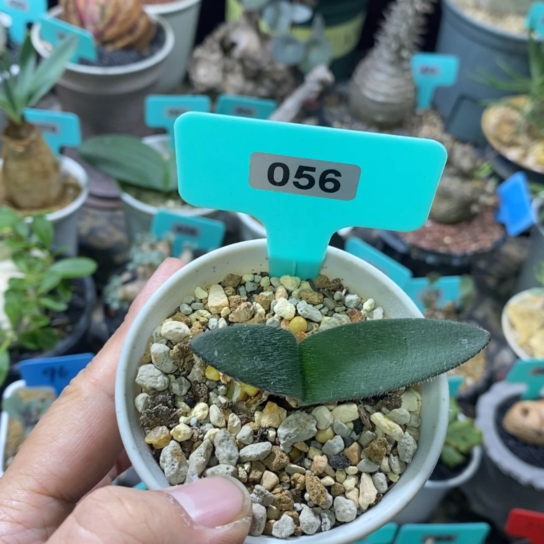 毛叶雪莲产地多肉植物