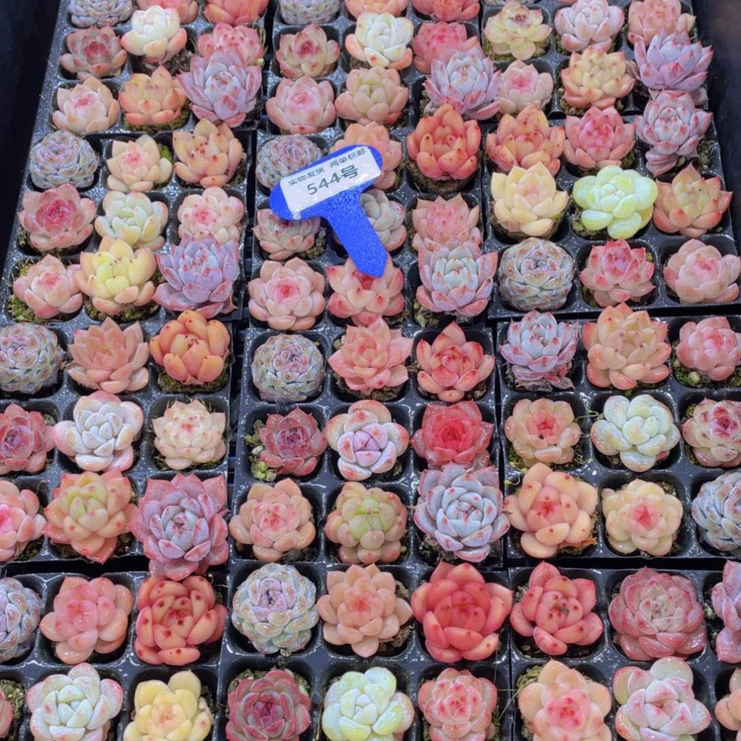 544号 全状态小可爱美肉九个