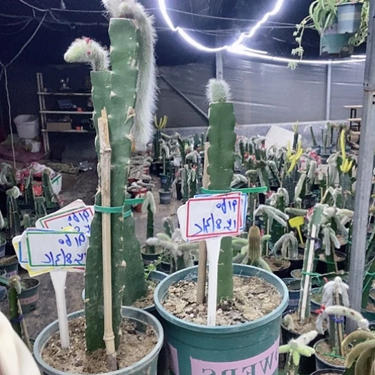 9160脱土发货无售后