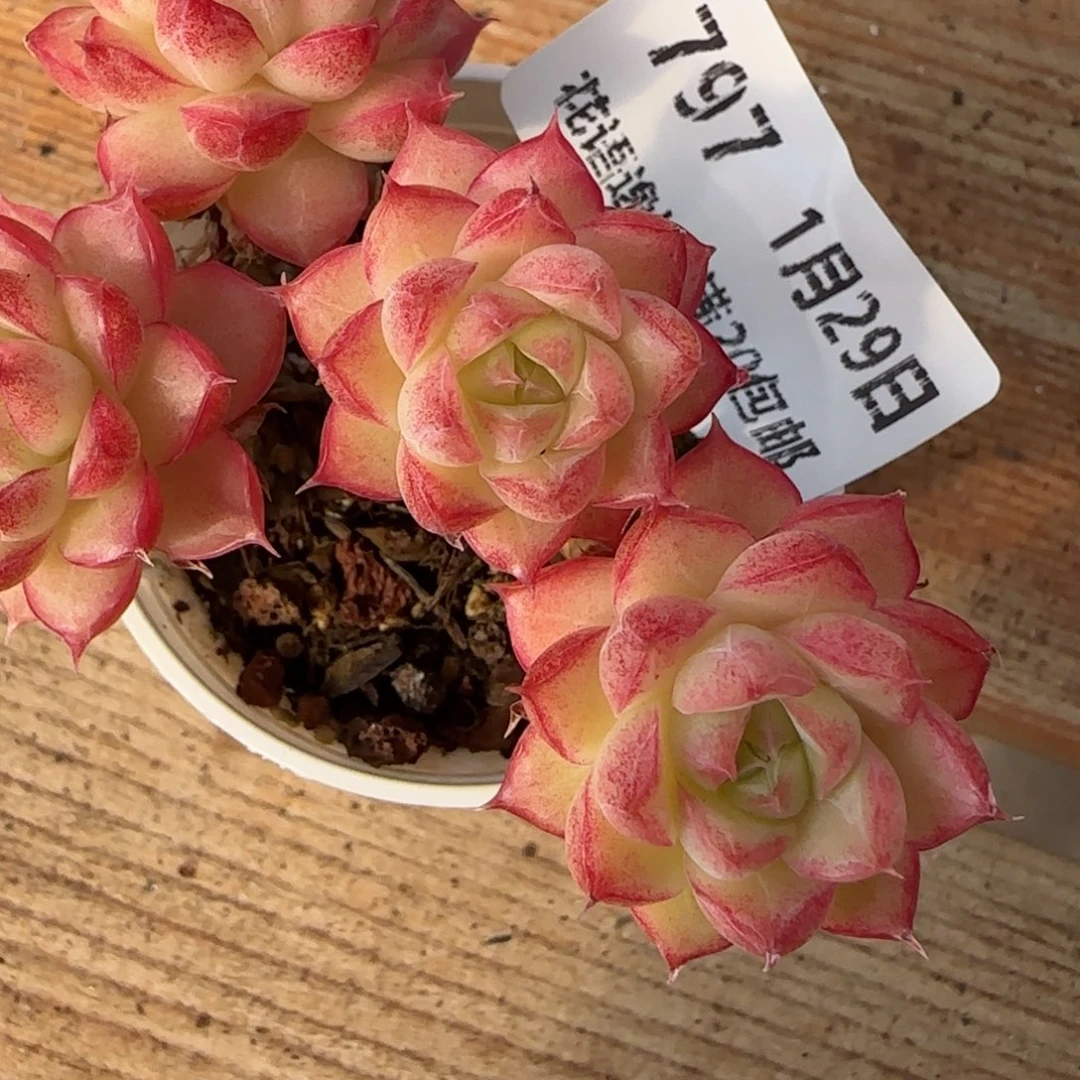 花语逸镜0129-797