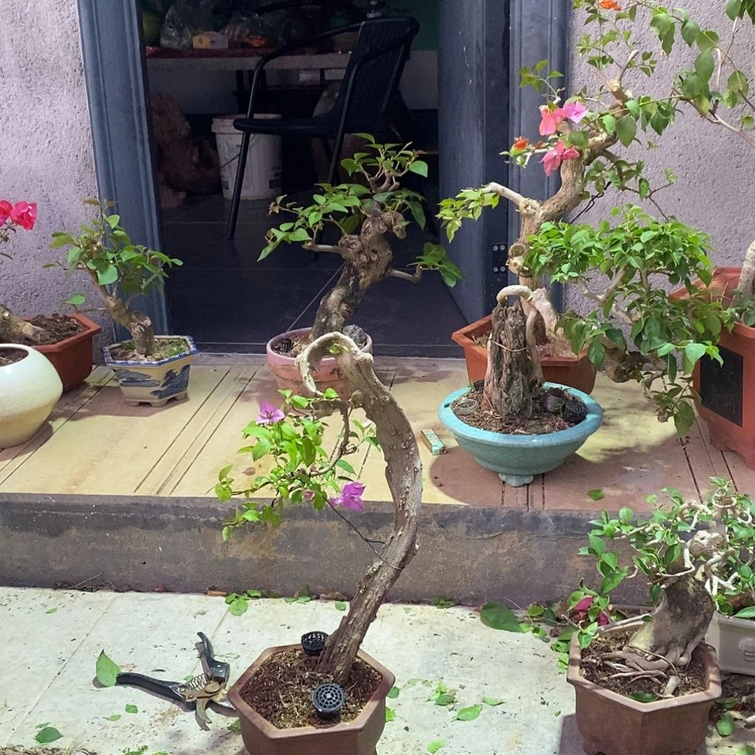 无花朵三角梅带盆带土发