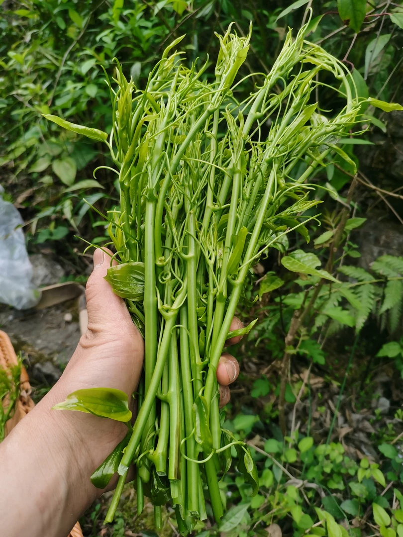 恩施高山野生金刚刺嫩芽现摘现发品质保证野菜自然生长凉拌火锅