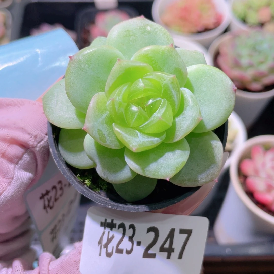 花利美23-247青瓷
