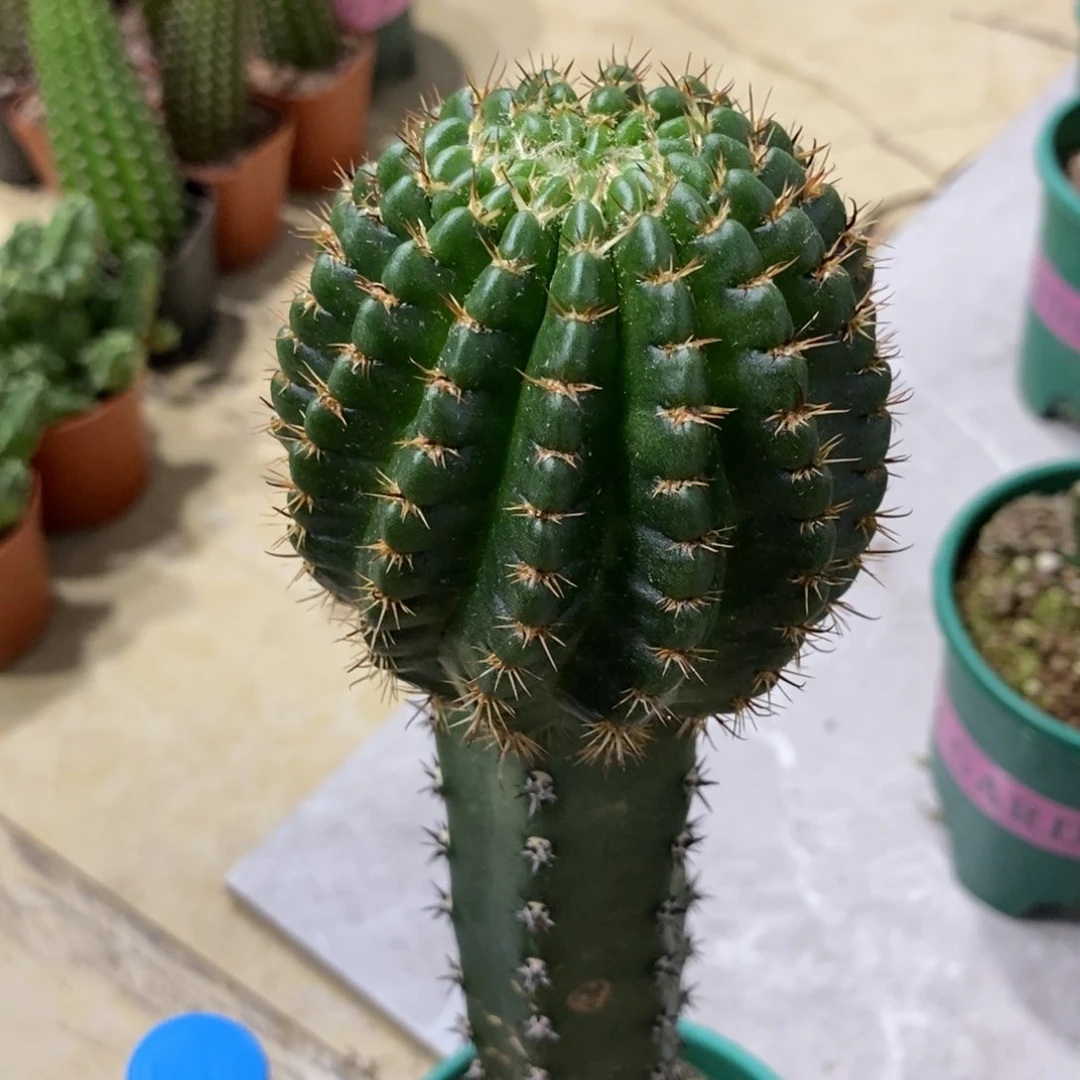 新品丽花L45绣谱母本一物一拍1