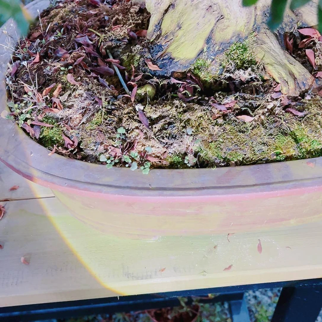 盆景皋月杜鹃底肥