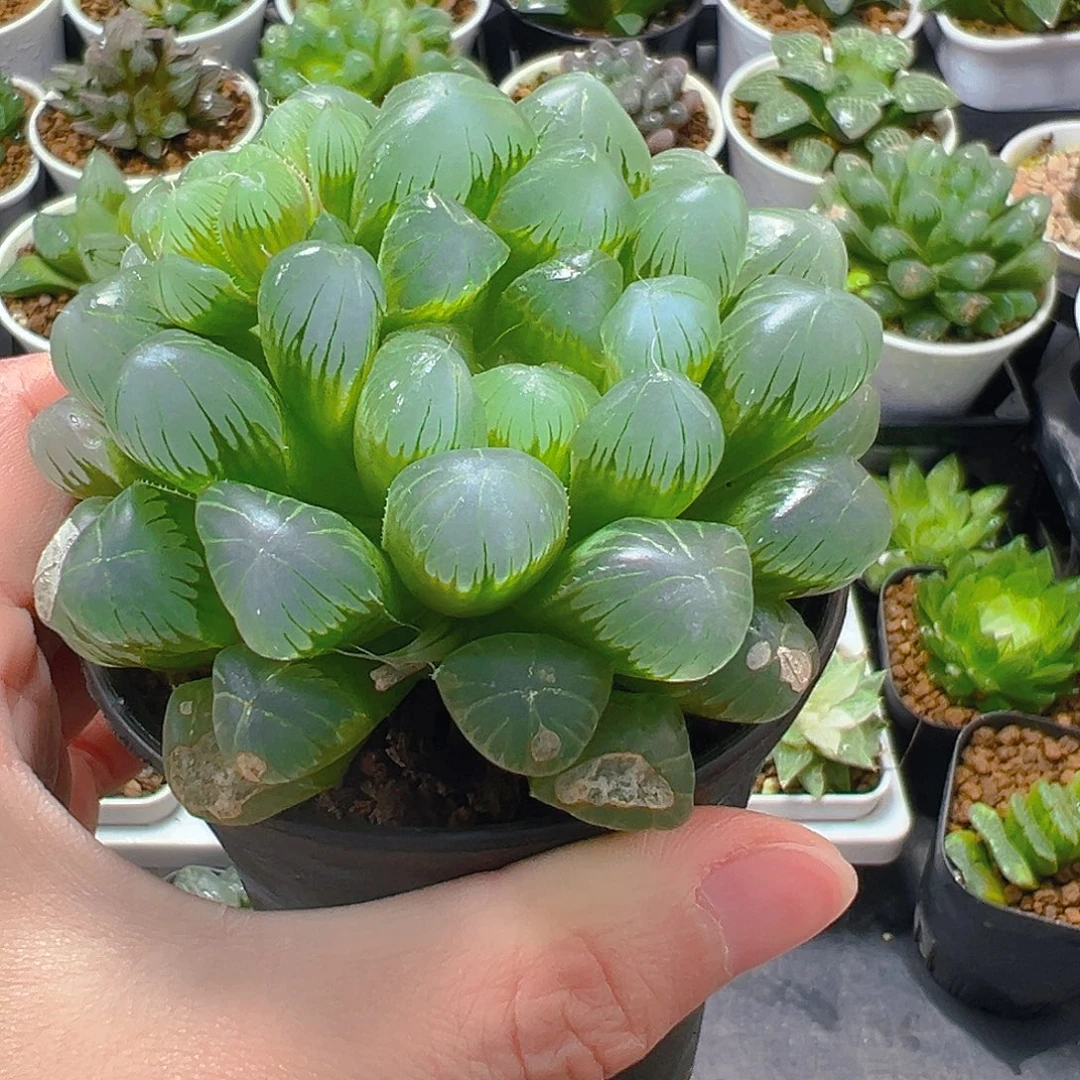 5384玉露多肉植物一颗