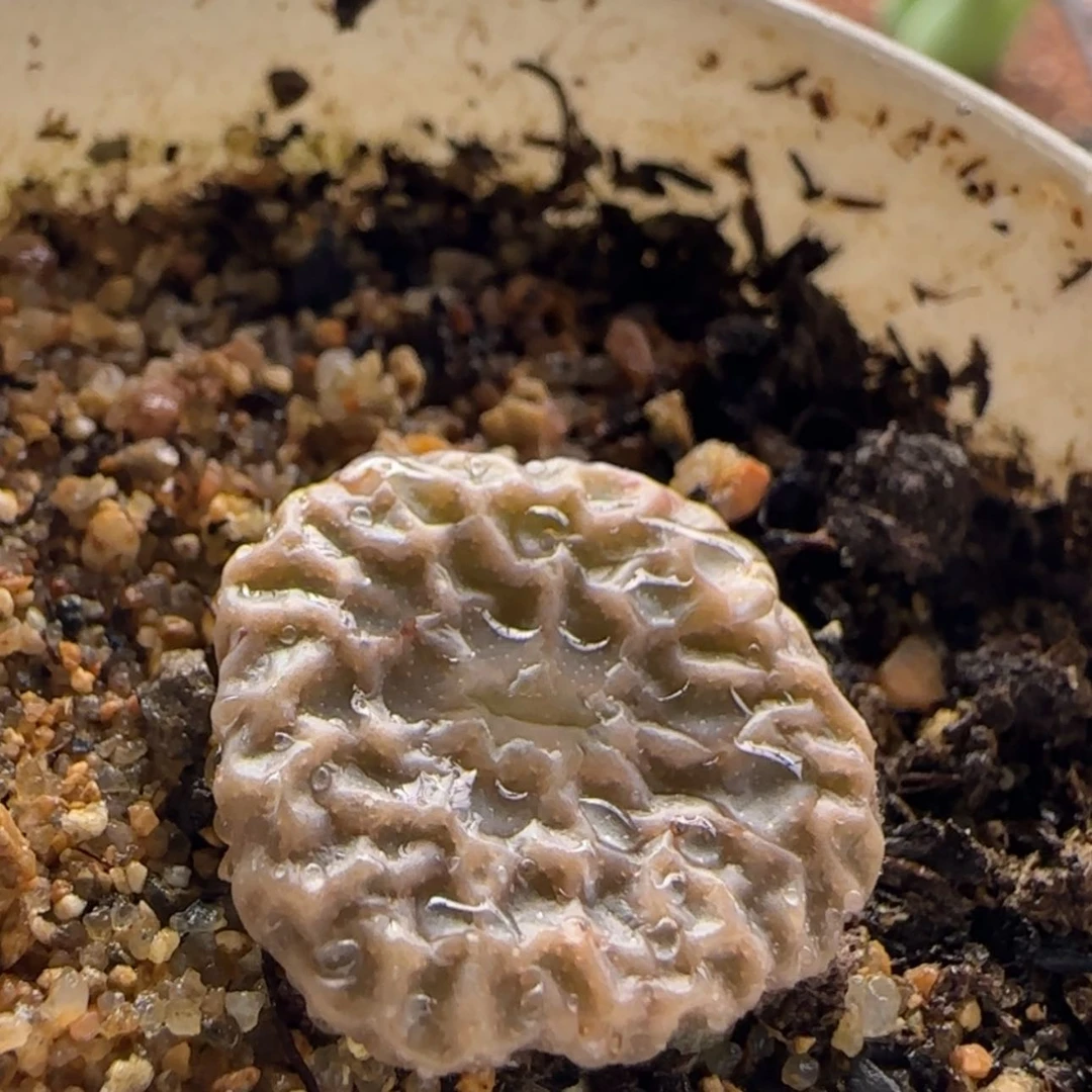 【闪购商品】0611超烧当天28包邮非偏远