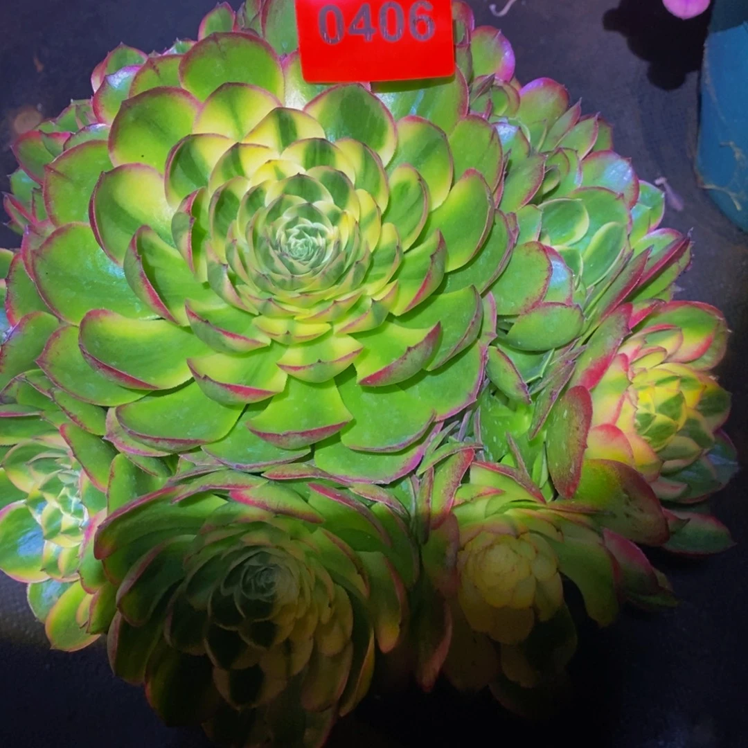 平***》0406多肉植物海仙