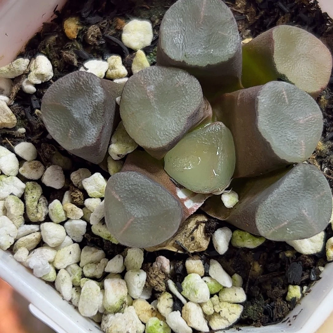 ?空门万象十二卷多肉植物