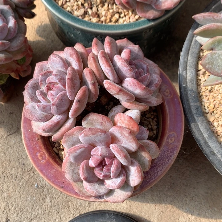 多肉植物石榴籽星影自然群
