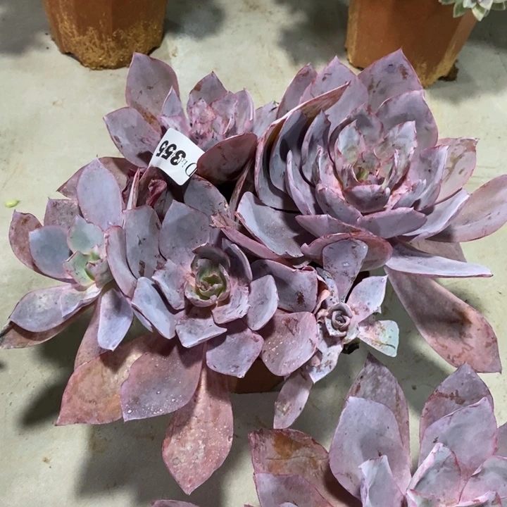 *****355晚霞多肉植物多肉