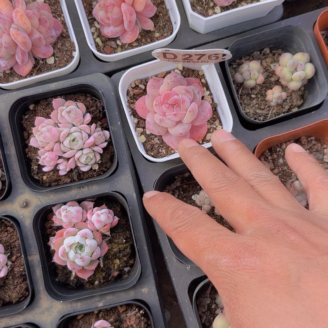 面**心B495星影一物一拍