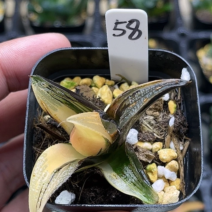 58茜云锦芭提雅头家多肉十二卷
