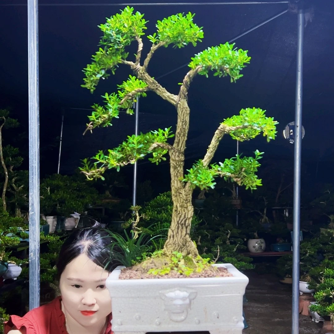 无花朵黄杨木