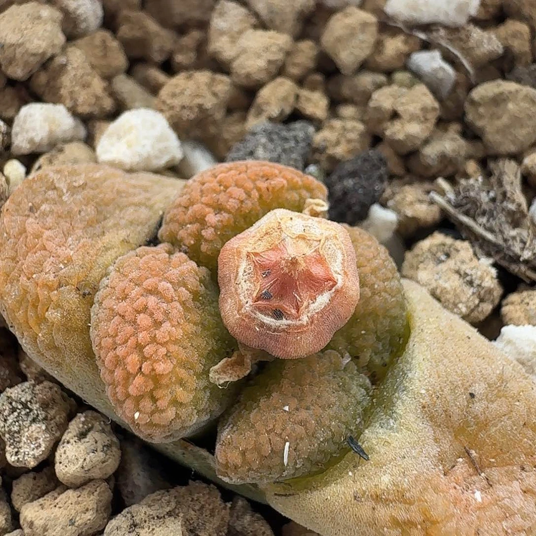 老马生石花超级蛋、糕702