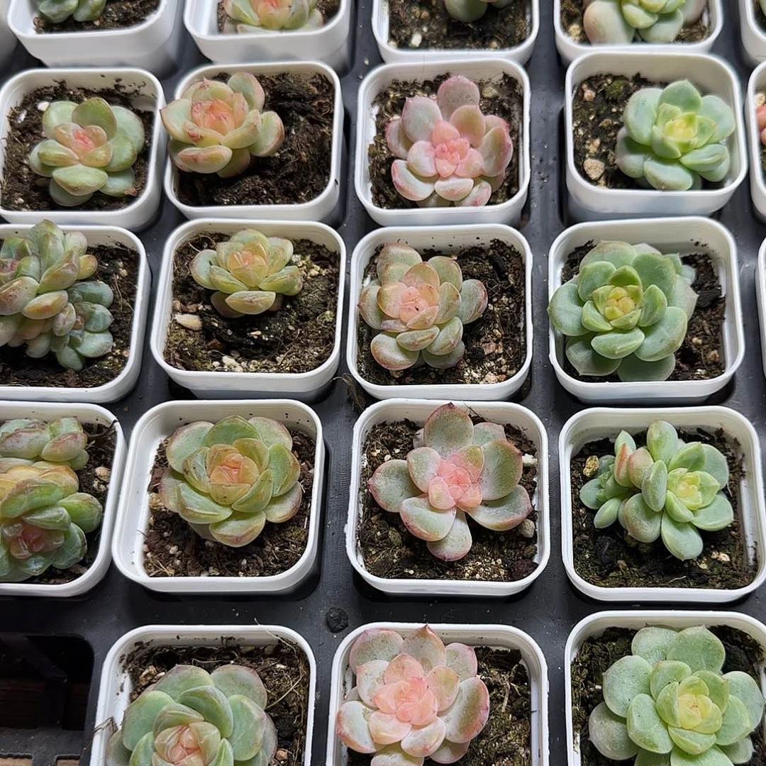 新糖心3号 中盆一个满25包邮