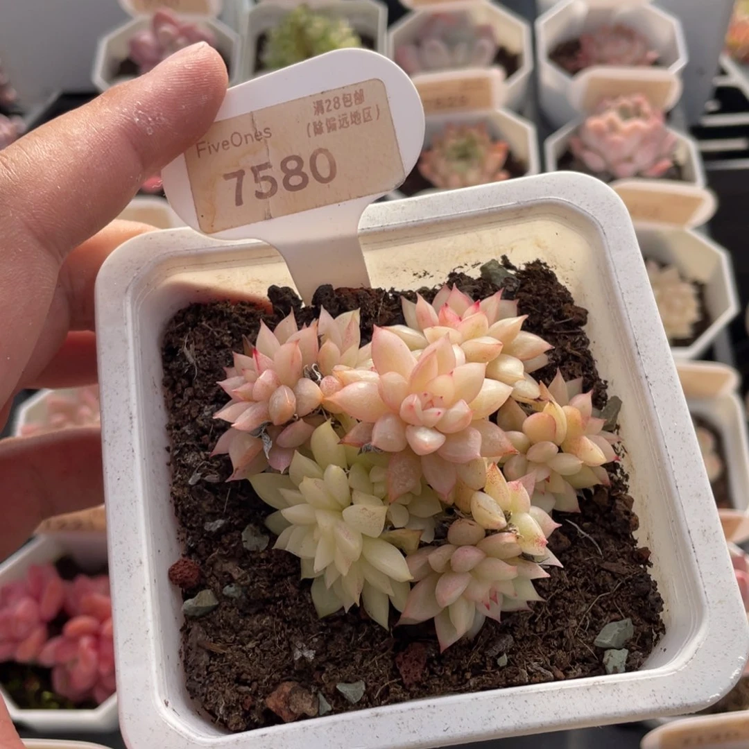女雏锦7580-7厘米
