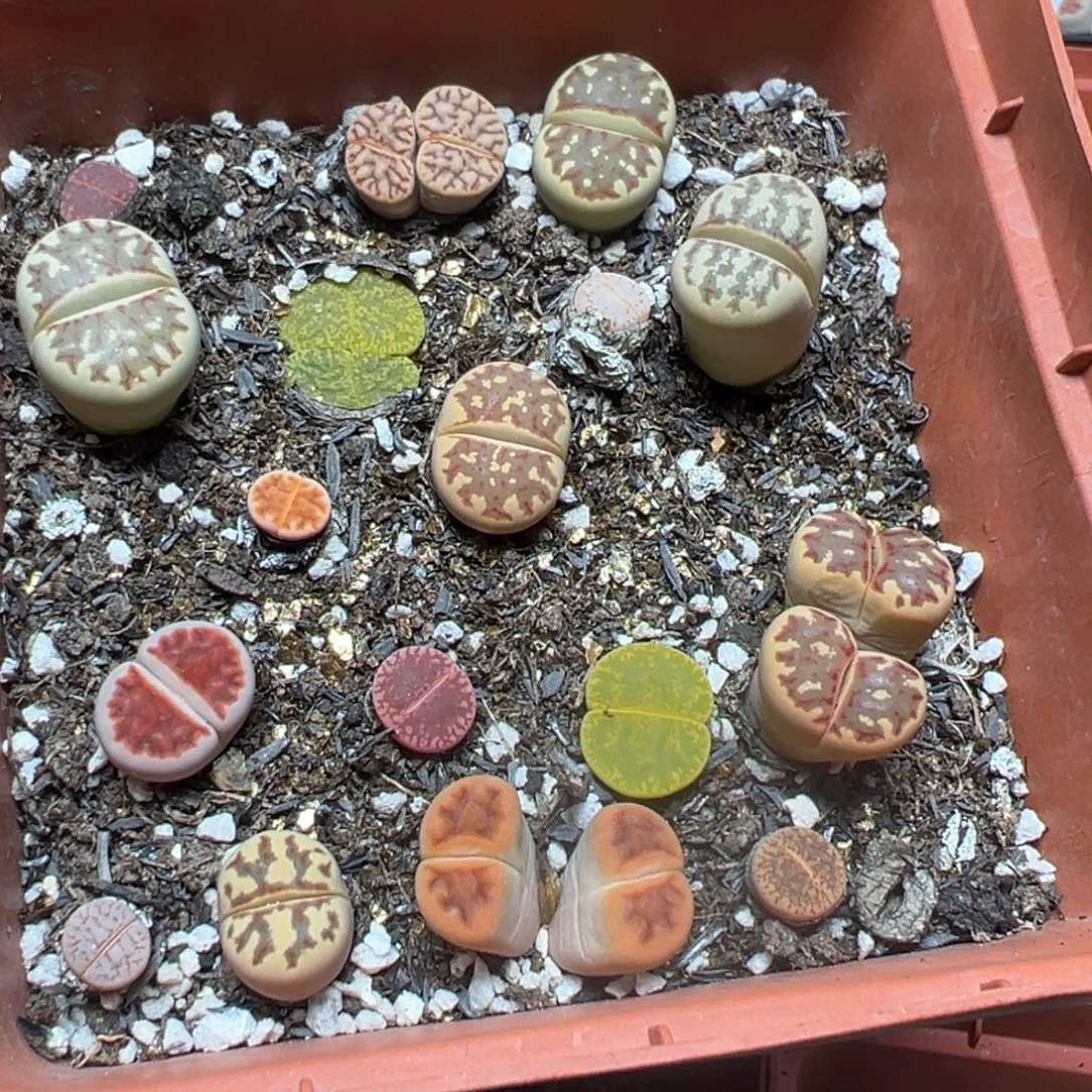 【闪购商品】 073。