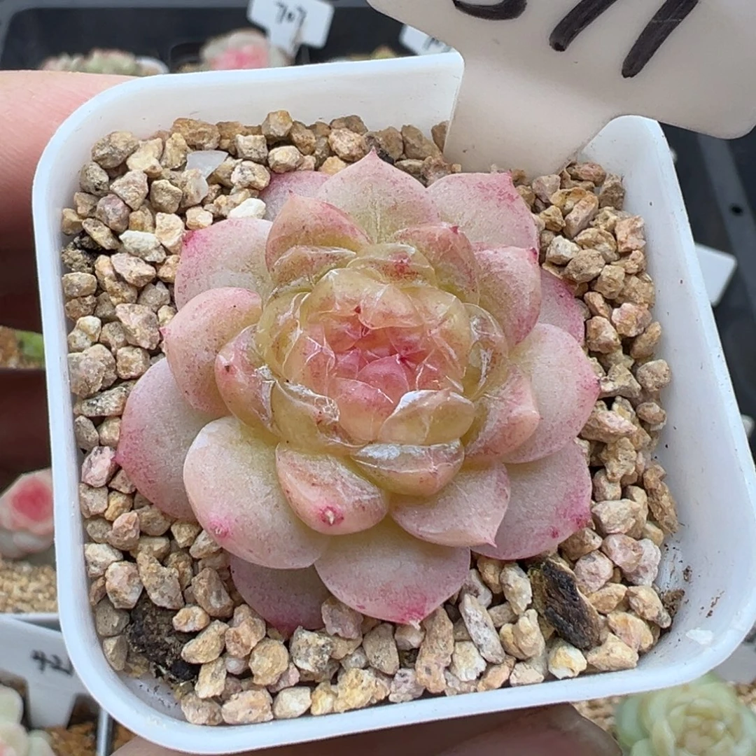 371号白冰 晗雨多肉