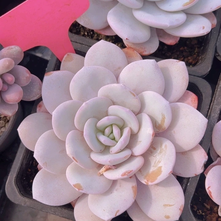 健健康康平平安安