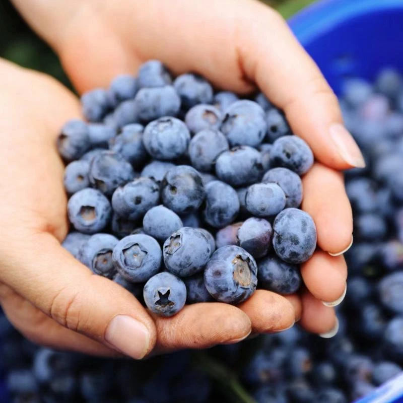 当季限定宝宝杯秘鲁蓝莓Blueberry16+mm大果<顺丰/京东包邮