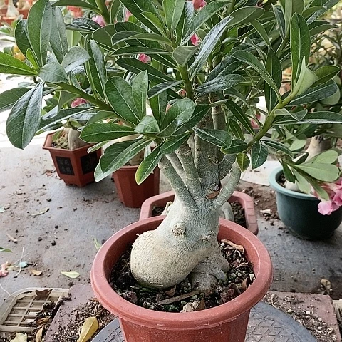【闪购商品】无花朵飞***兔