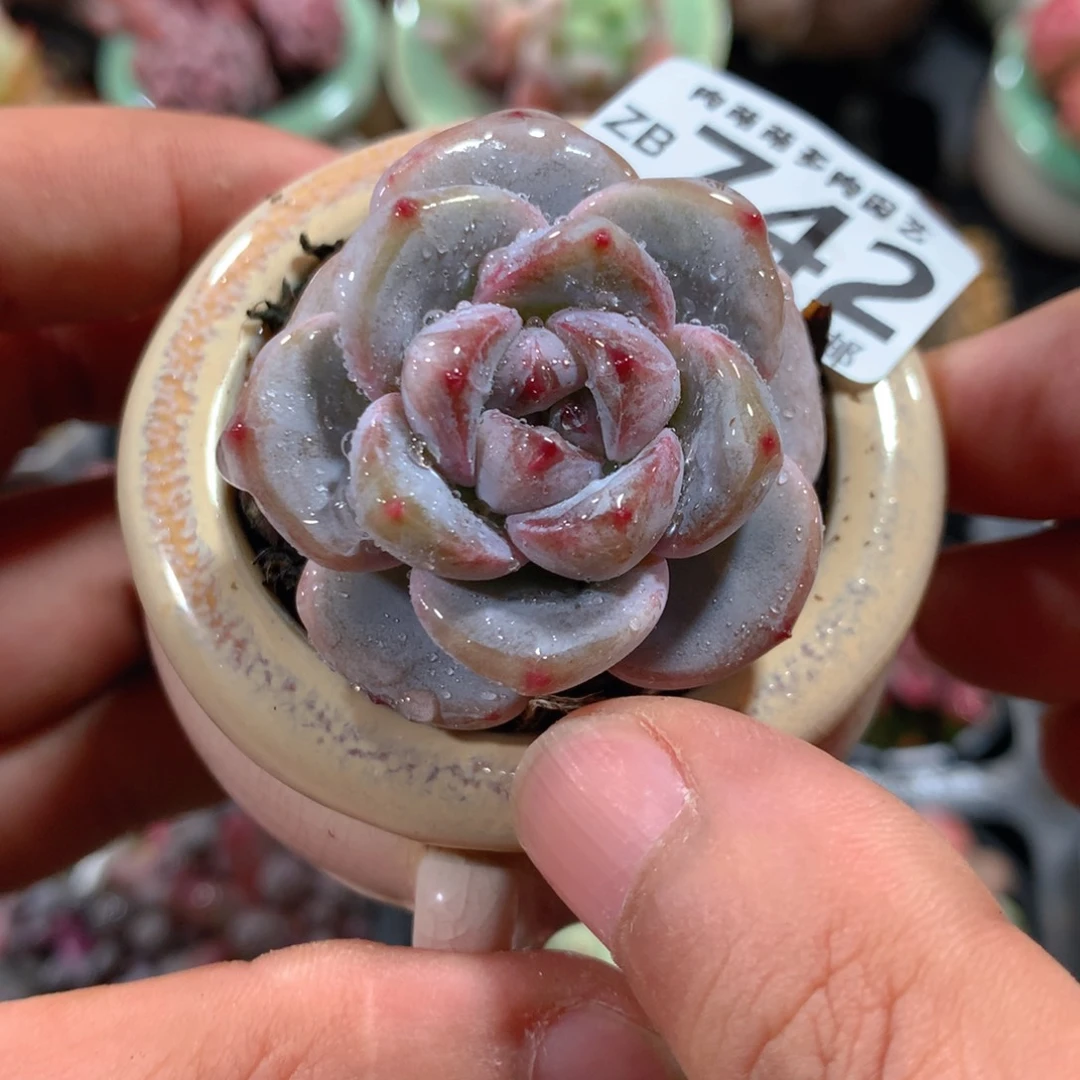 5CM拇指盆精控多肉ZB742