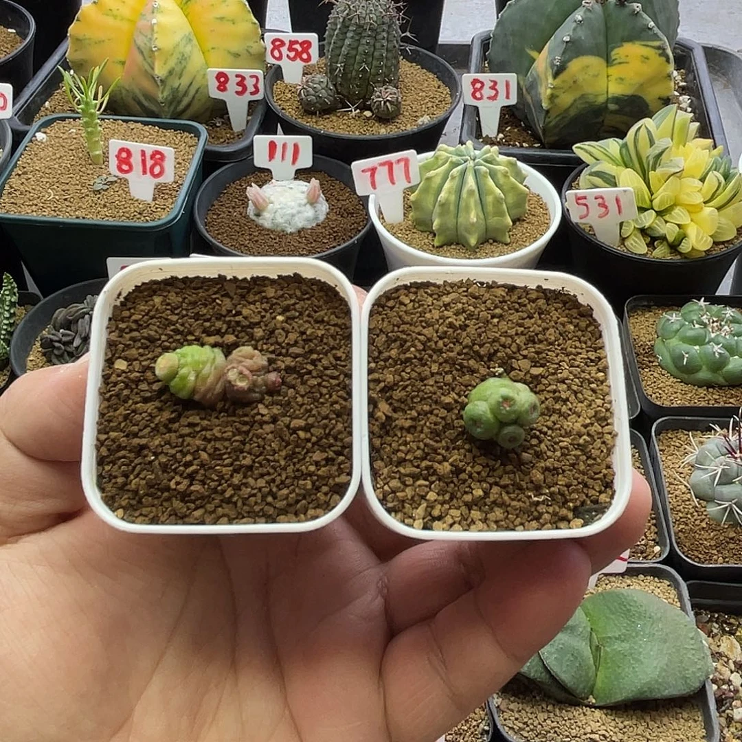 高沙一点红 2盆 包邮