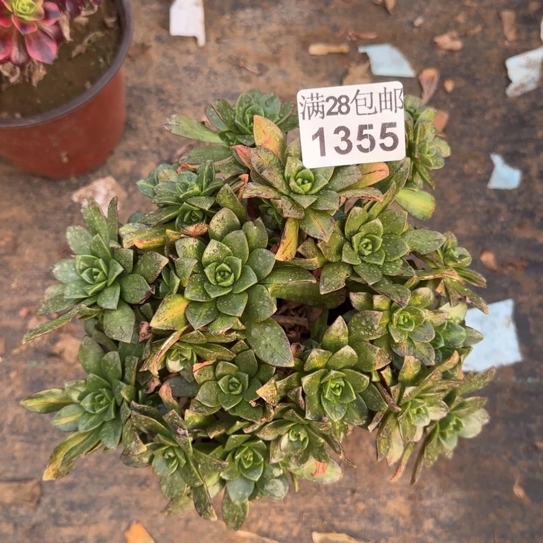 花茶多肉1355满28包邮断枝不包