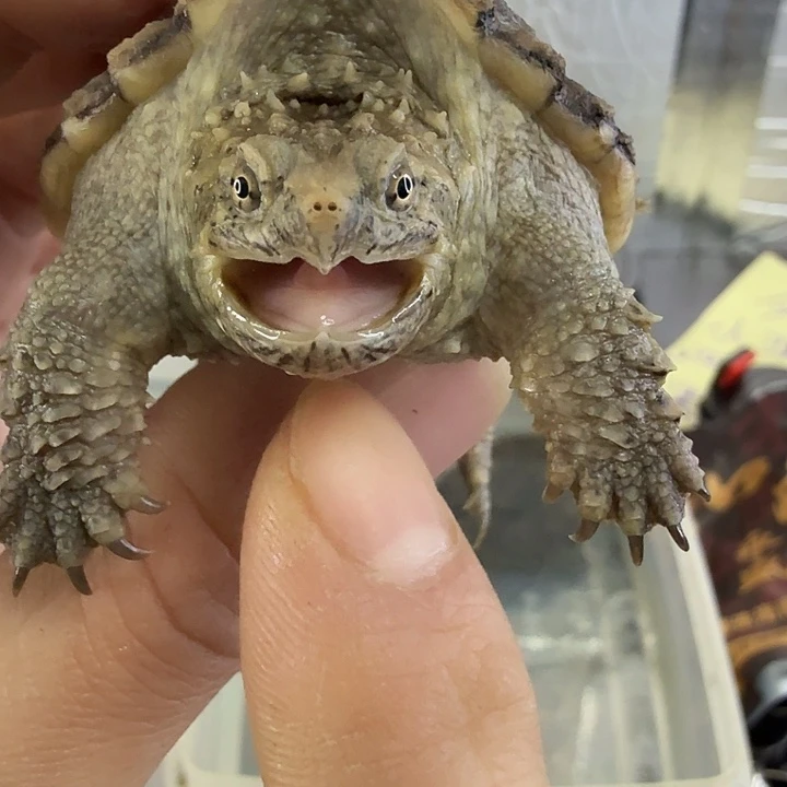 小鳄龟母不分公母，顶级头版小亚成爆刺白佛