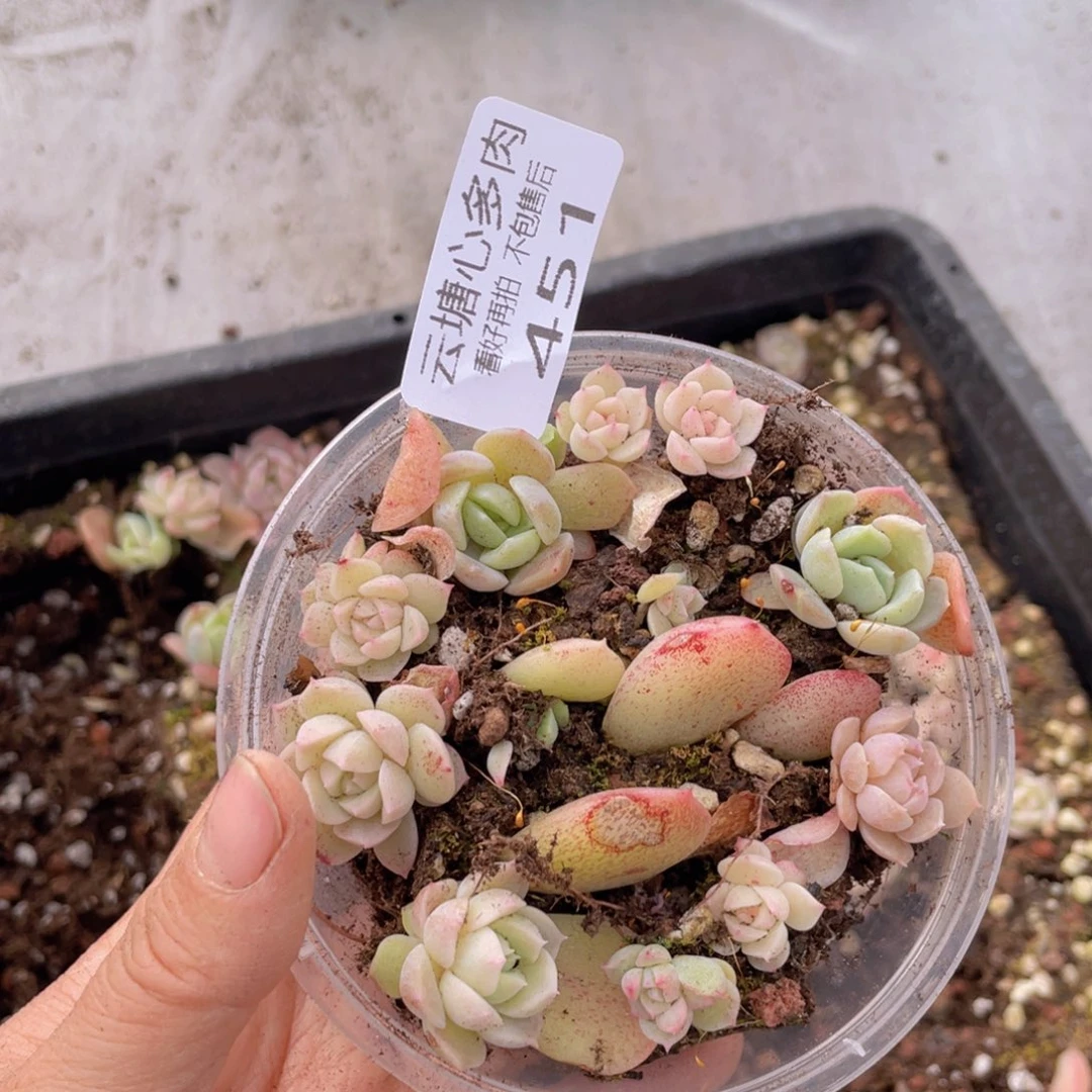 D****?云糖心多肉植物451