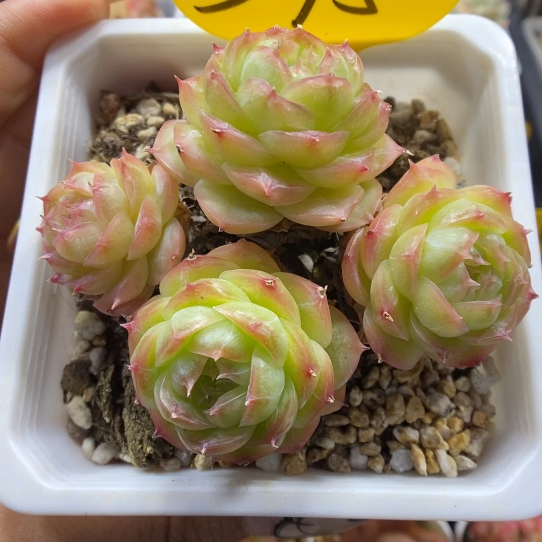 蔷薇珍妮群生375号