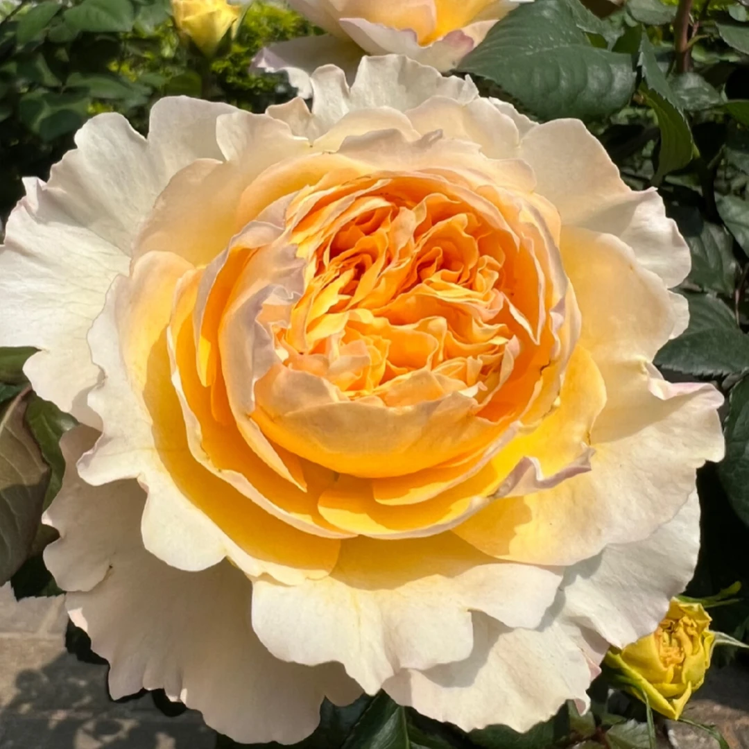 新品欧月【碧翠丝Beatrice】英国奥斯汀切花月季花玫瑰露天地栽小苗