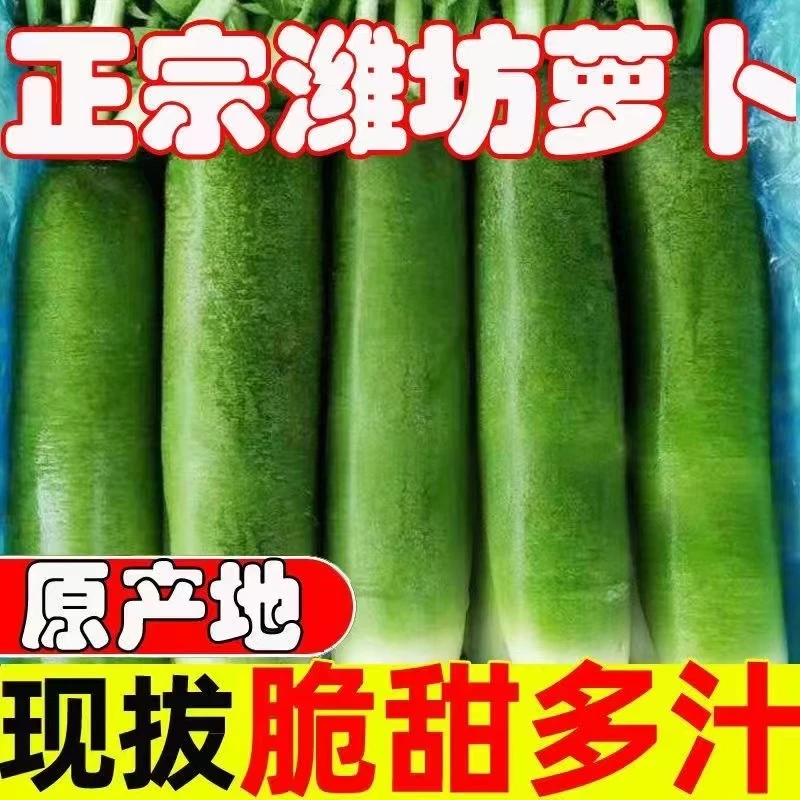 正宗潍坊水果萝卜新鲜脆甜5斤批发