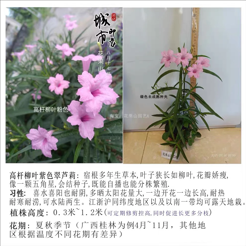 高杆紫花粉花翠芦莉多年生宿根耐热植物庭院花卉