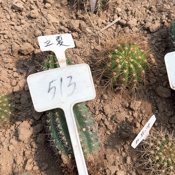 一***深513号毛花柱立夏35的