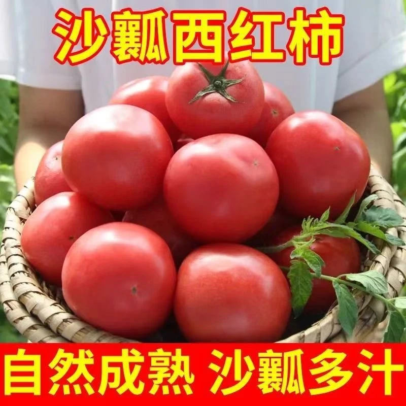 【坏果包赔】沙瓤西红柿自然熟新鲜采摘产地直发酸甜多汁露天番茄