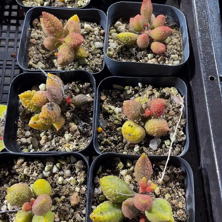 荔枝皮带盆土发过