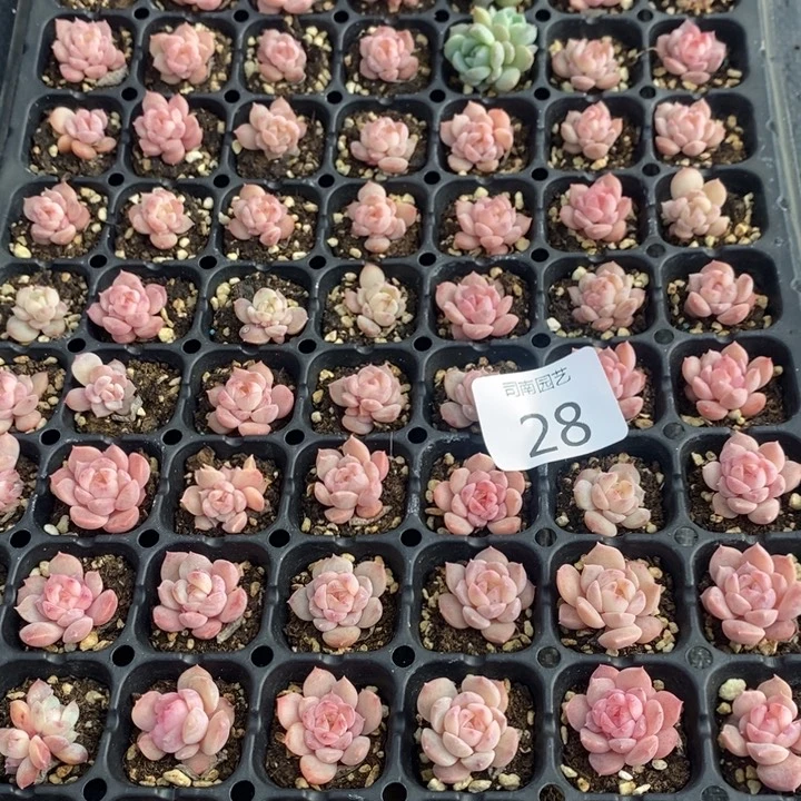 28 多肉植物盆栽花卉