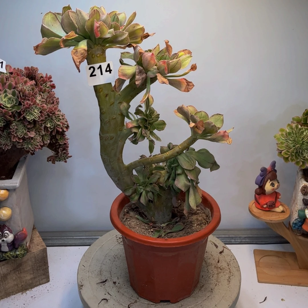 多肉植物君美丽缀214