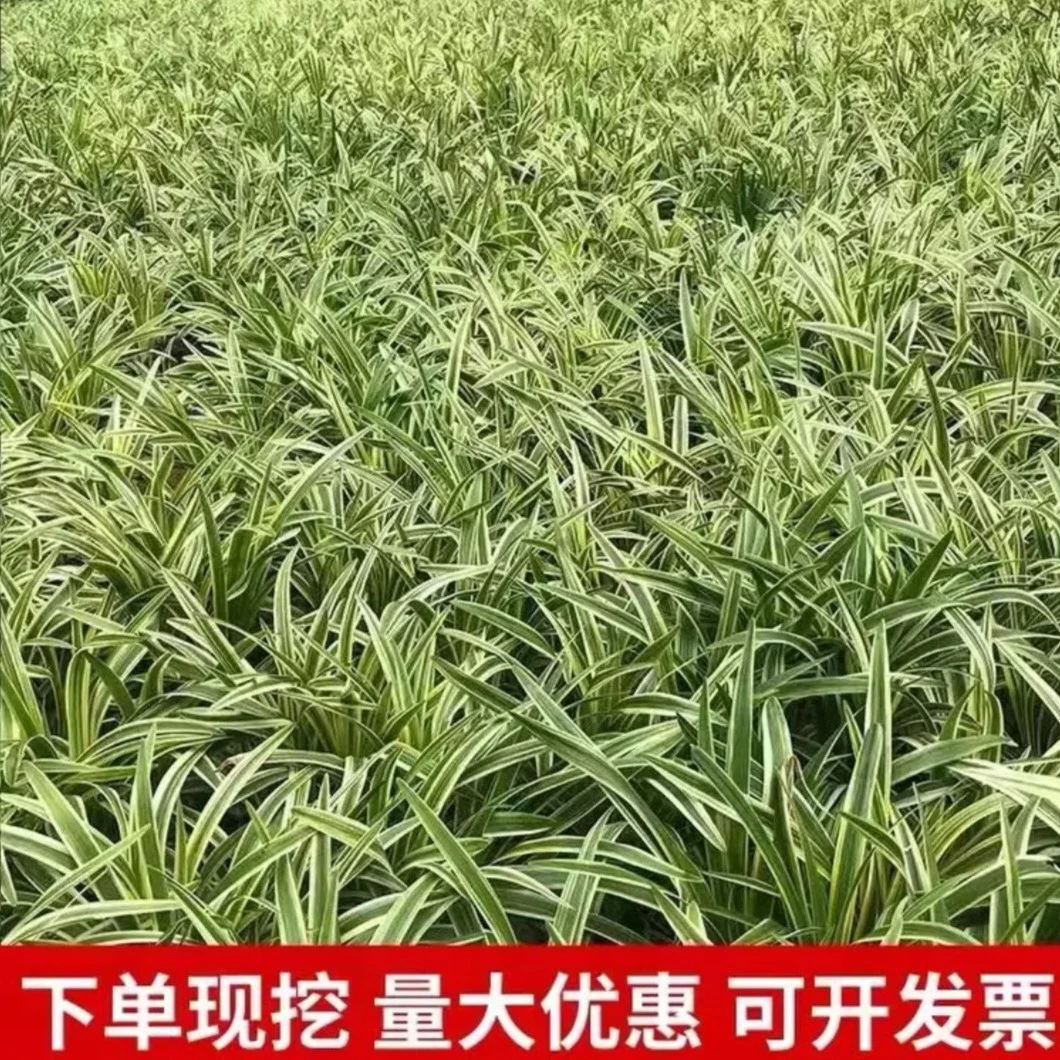 金边麦冬草 四季常青麦冬草耐寒耐热地被植物 庭院别墅造景植物