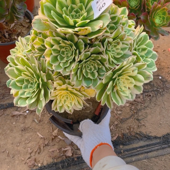 60迈巴赫断枝法师多肉断枝不售后