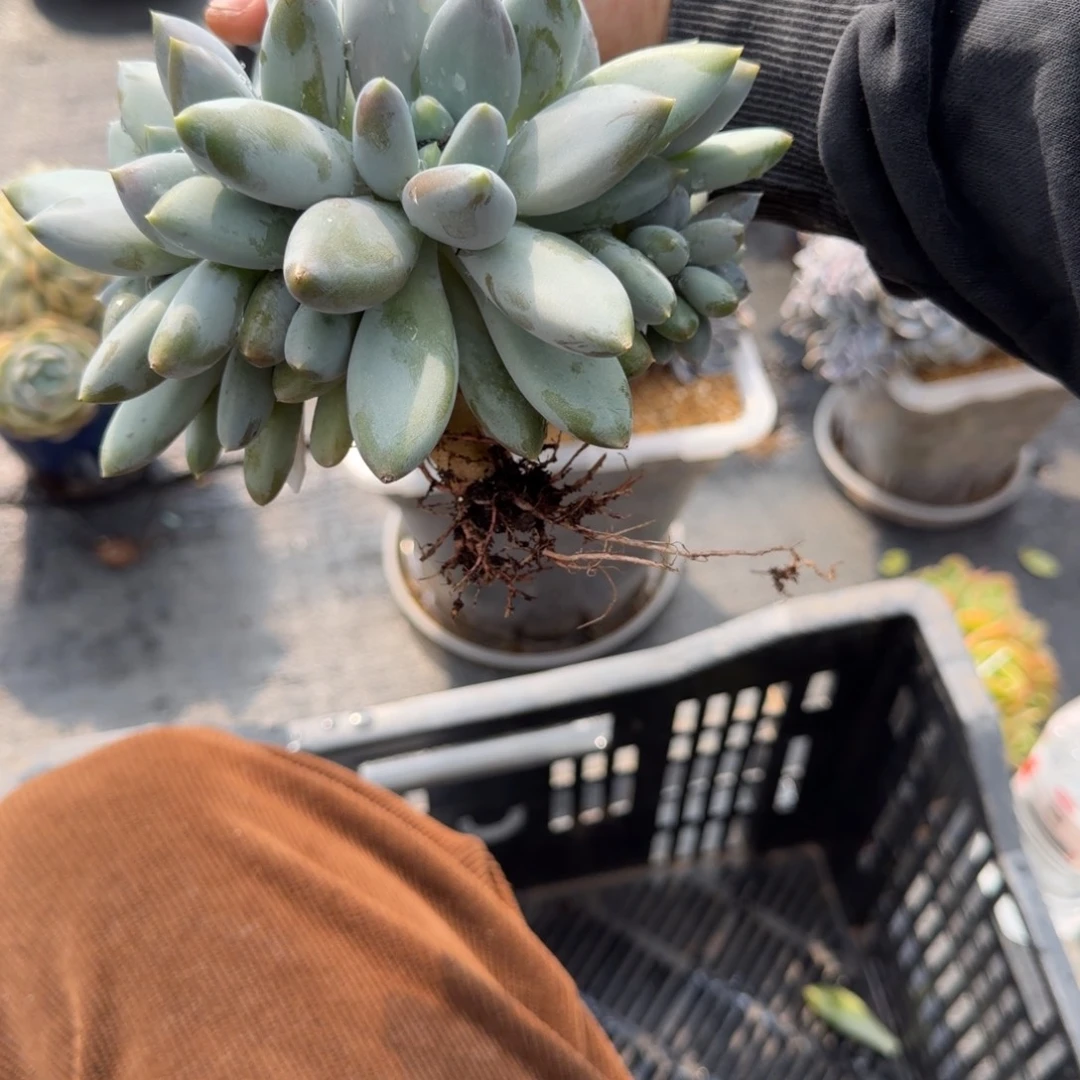 一物一拍超胖黄胖体103